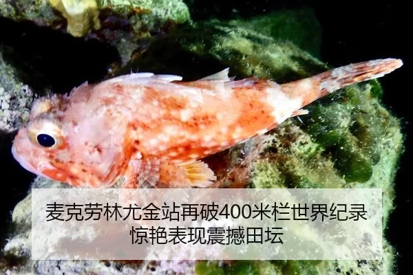 麦克劳林尤金站再破400米栏世界纪录 惊艳表现震撼田坛